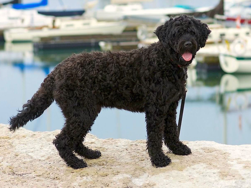 Portuguese Water Dog Dogs