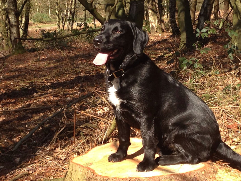Springador in Great Britain