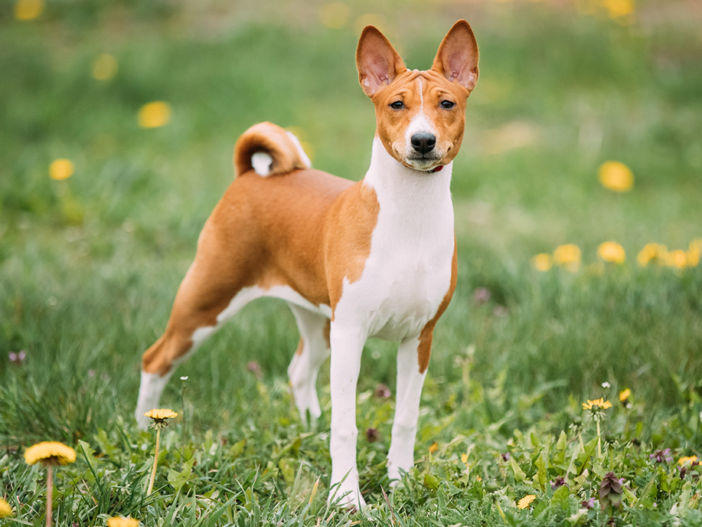 Basenji Dogs