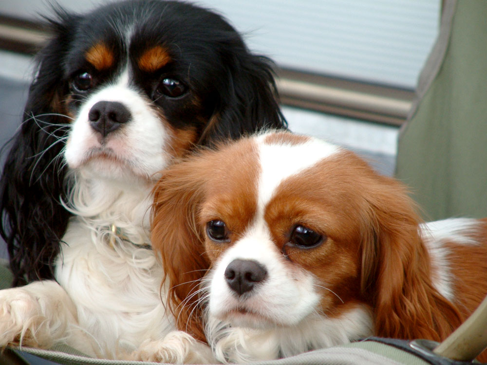 Cavalier King Charles Spaniel Dog