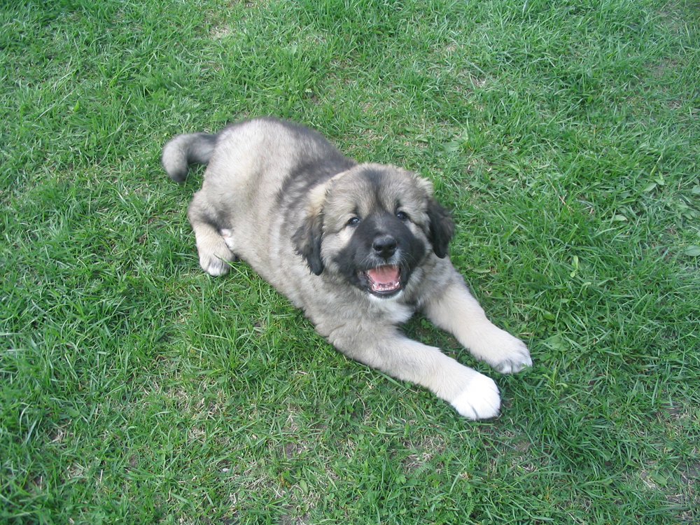 Caucasian Shepherd Dog Puppy