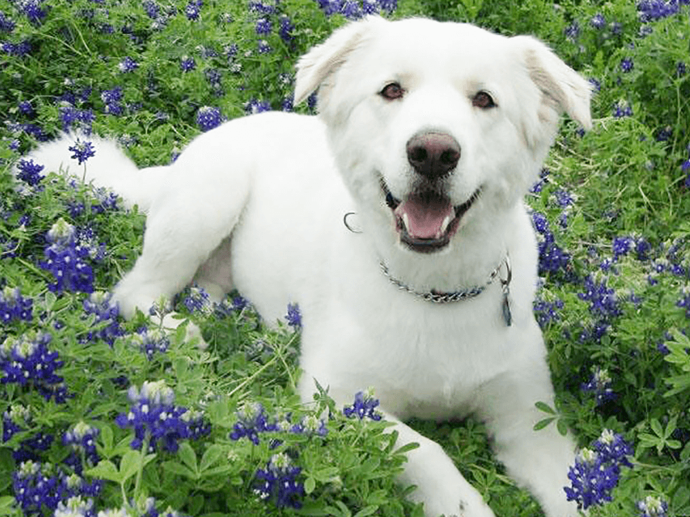 Pyrenean Mountain Dogs