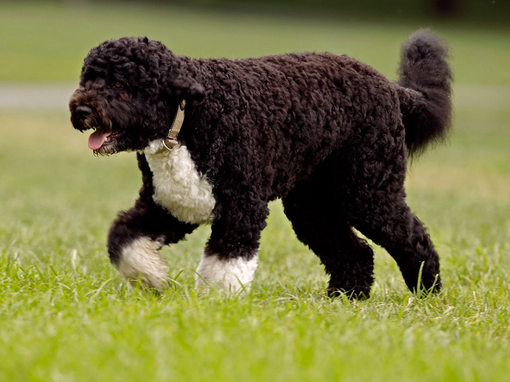 Portuguese Water Dog Puppies