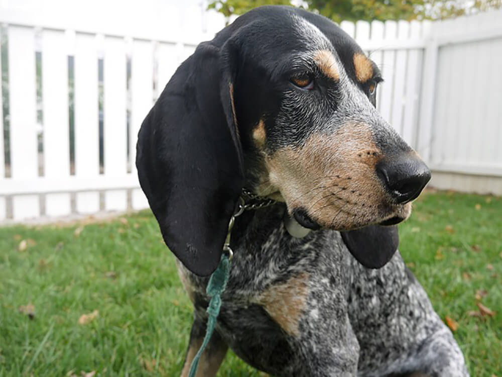 Coonhounds in the UK