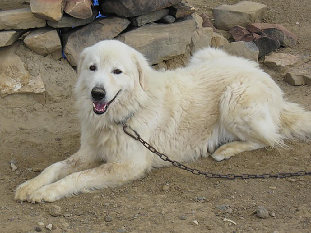 Maremma Sheepdogs in Great Britain