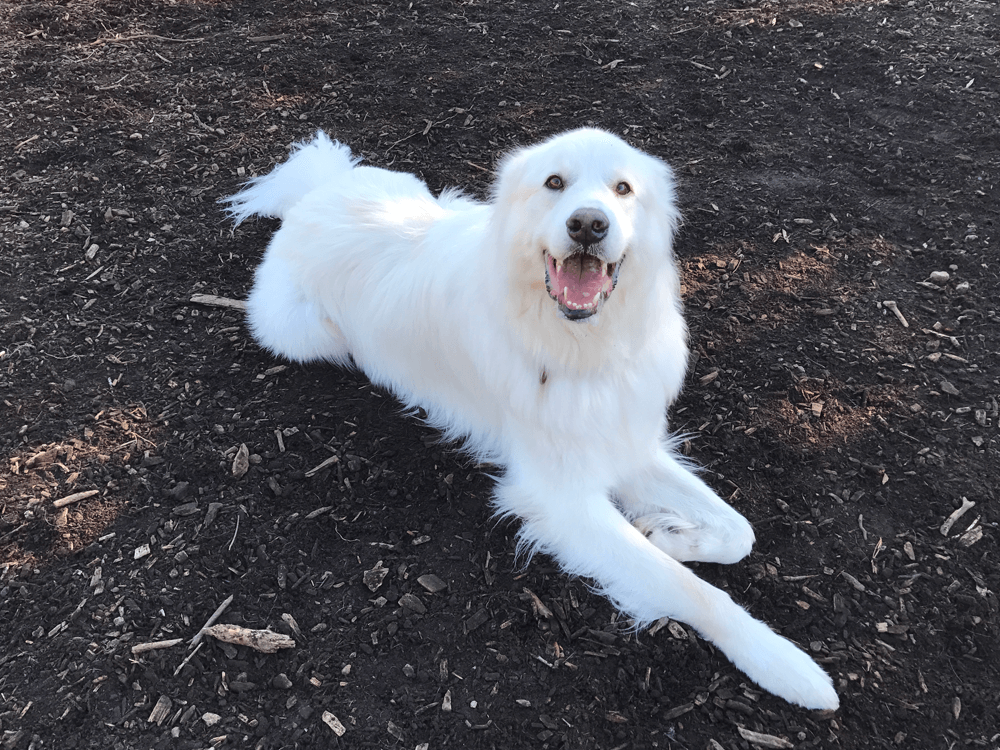 Pyrenean Mountain Dog Puppy