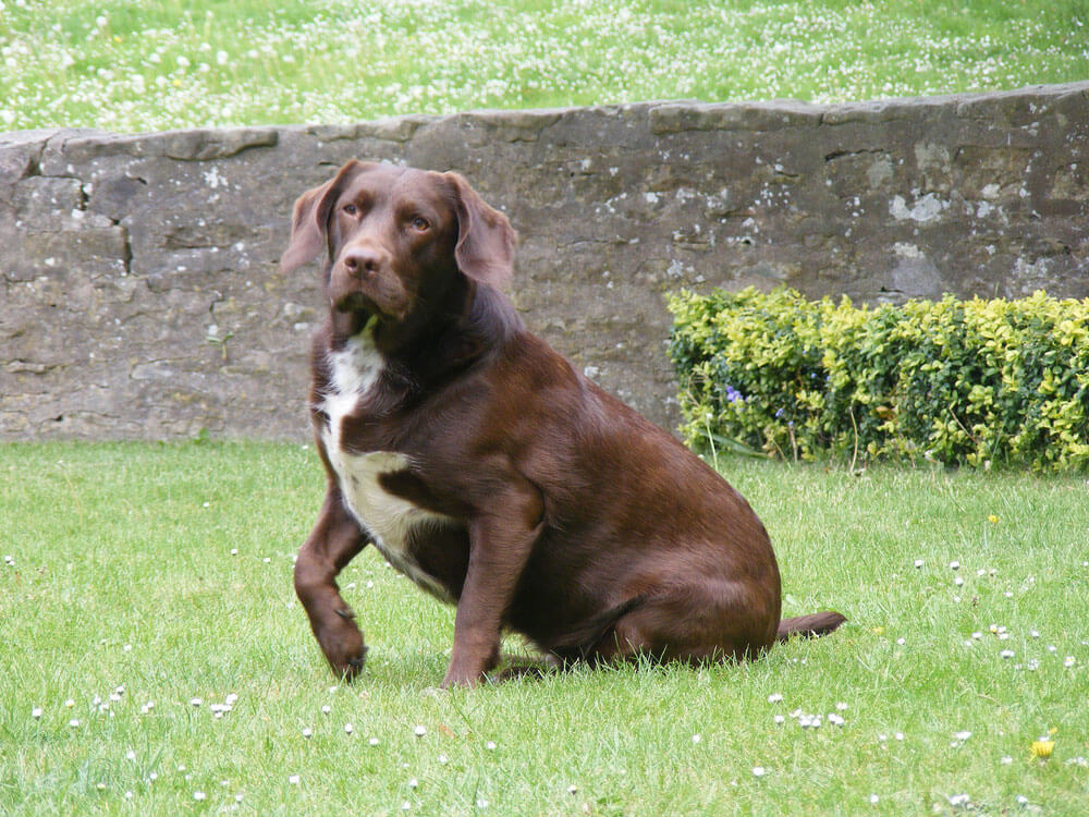 Springador Puppy
