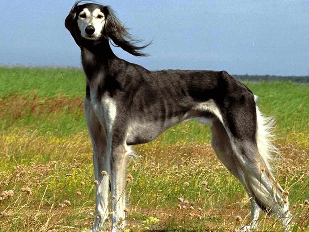 Saluki in Great Britain