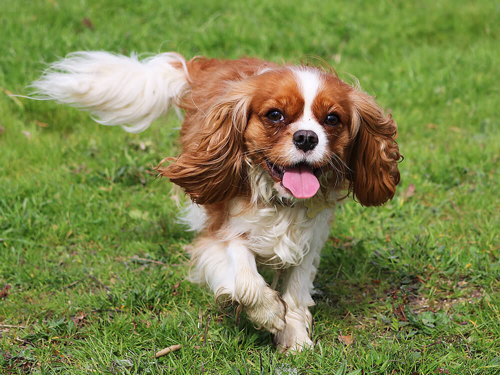 Cavalier King Charles Spaniels in Great Britain