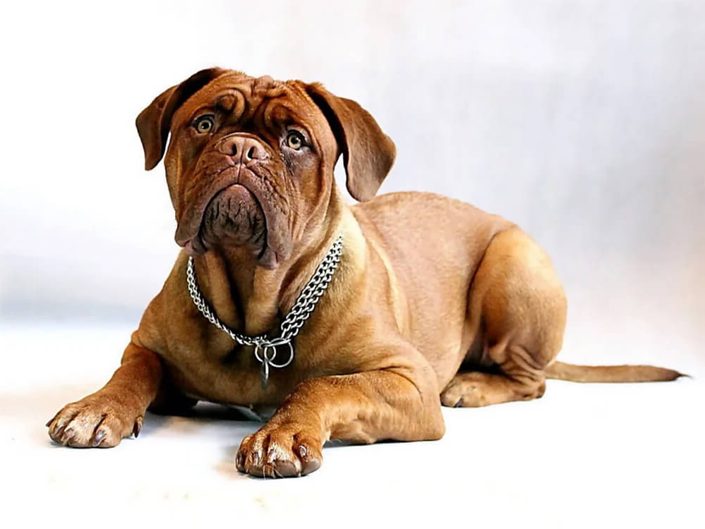 Dogue De Bordeaux