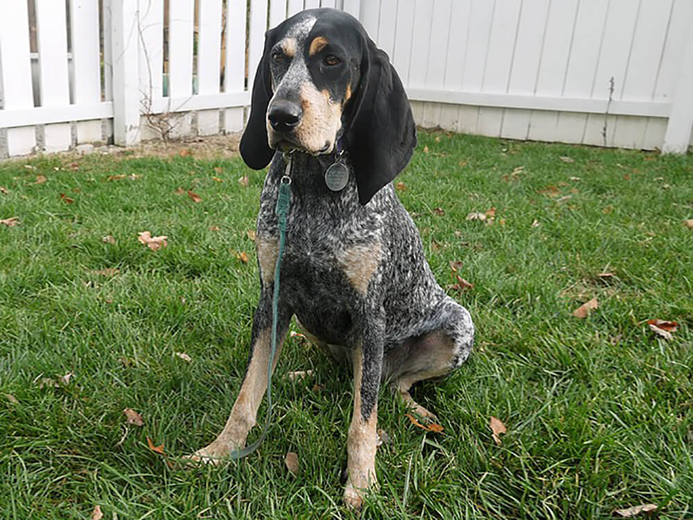Coonhound Puppy