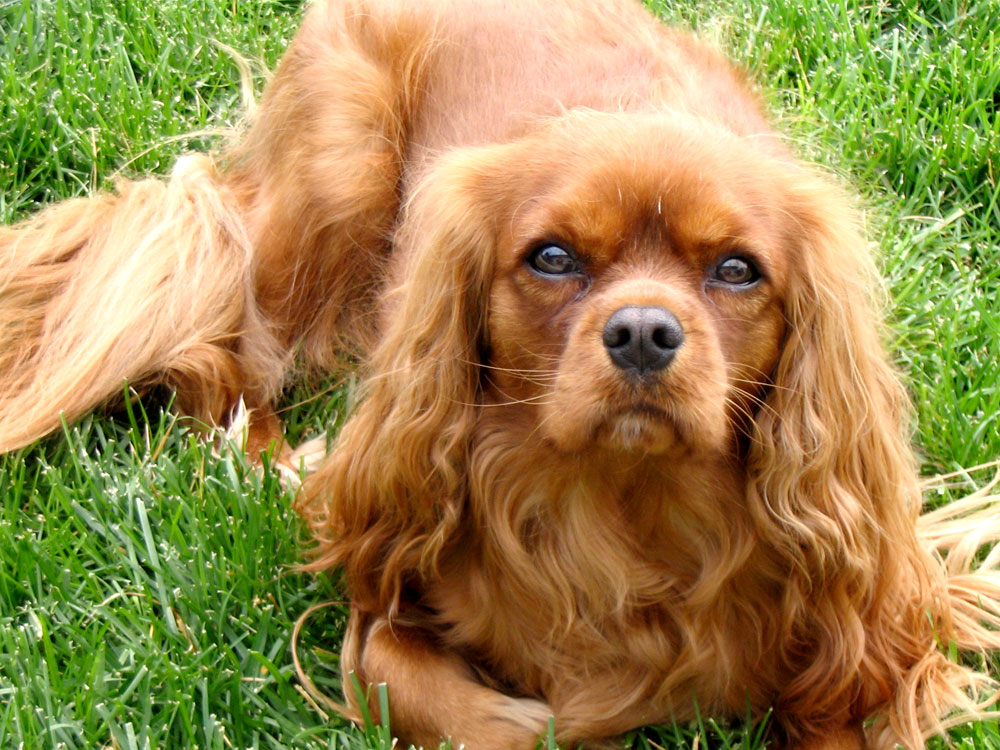 Cavalier King Charles Spaniel in the UK
