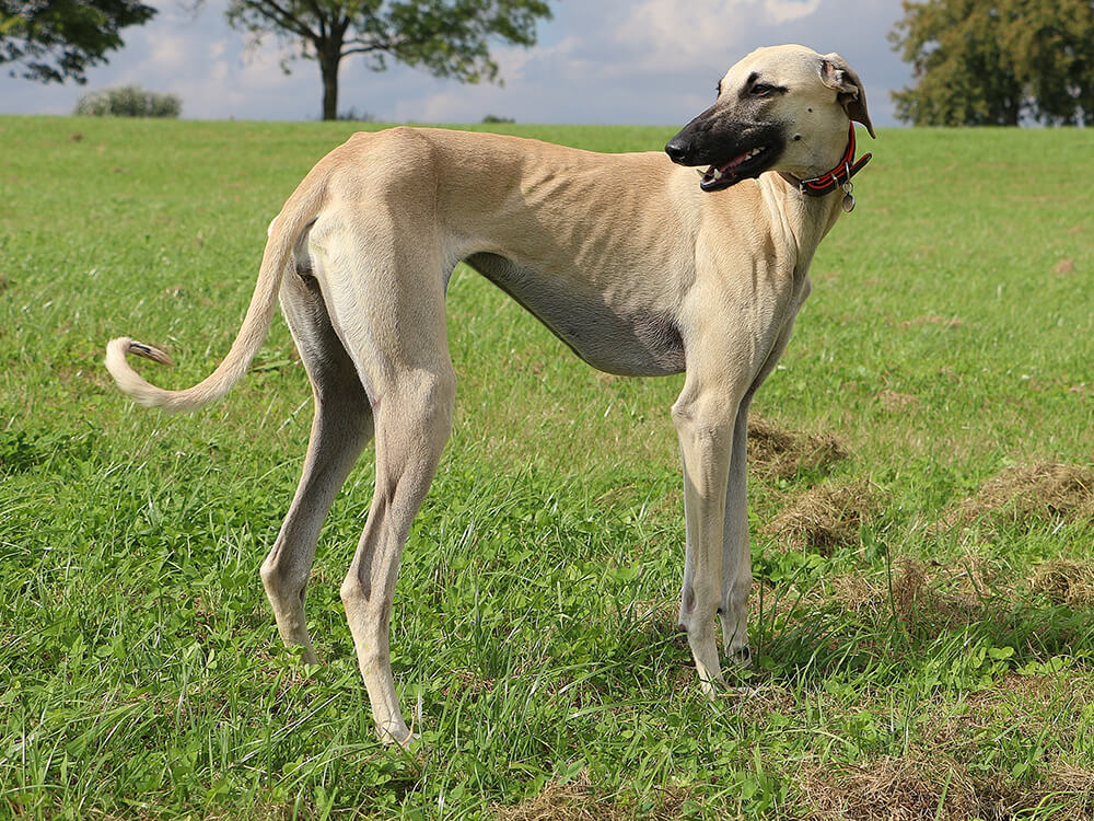 Sloughi Dogs