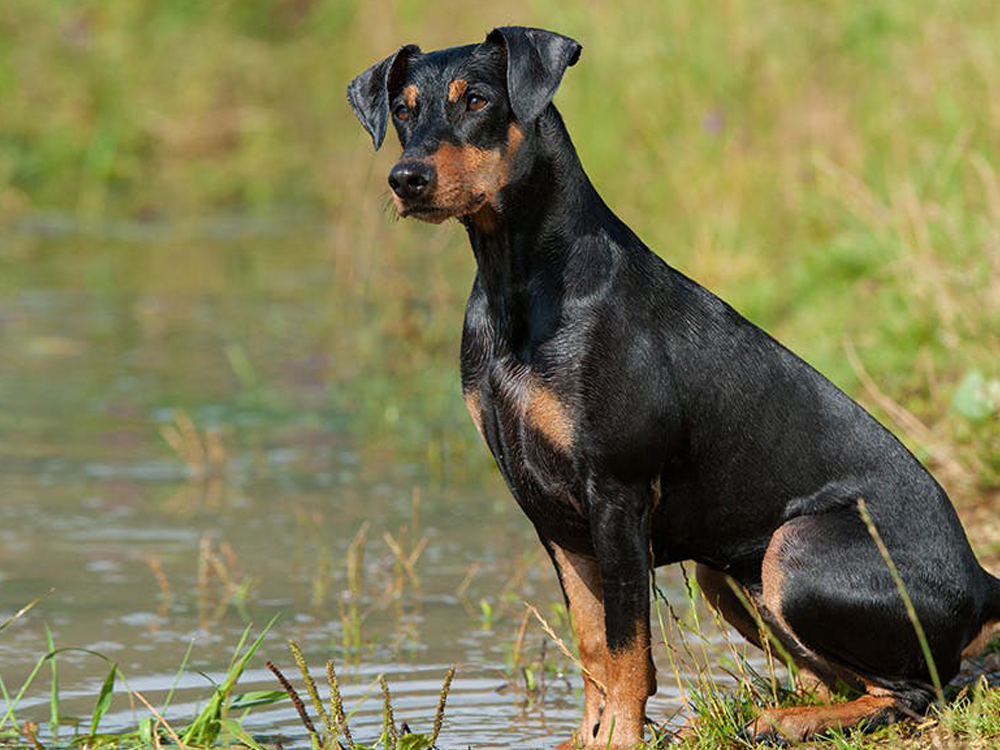 Pinscher in the UK