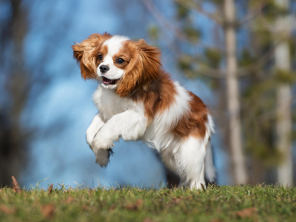 Cavalier King Charles Spaniel Puppies