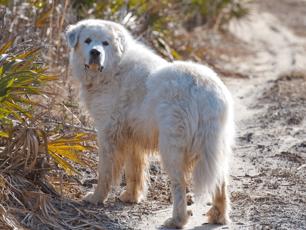 Pyrenean Mountain Dogs in the UK