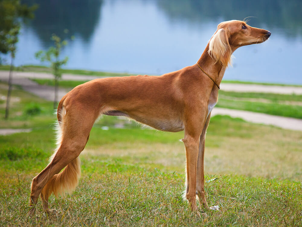 Saluki Dog