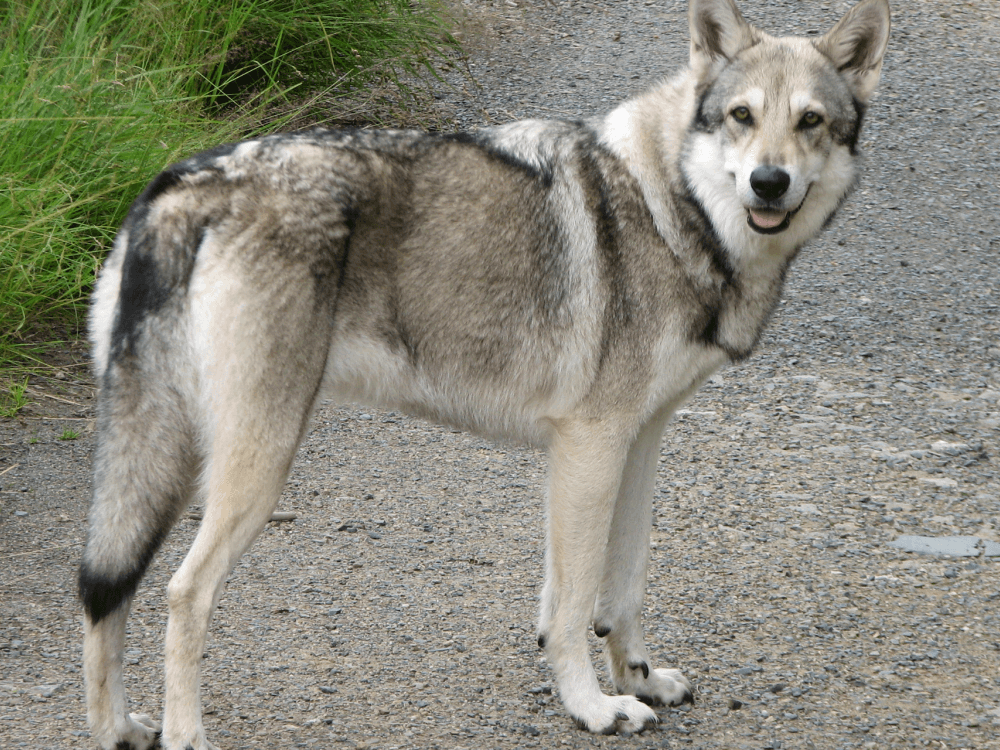 Saarloos Wolfdog