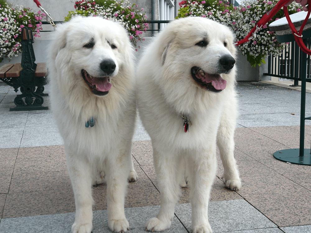 Pyrenean Mountain Dog in the UK
