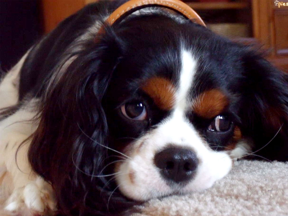 Cavalier King Charles Spaniel