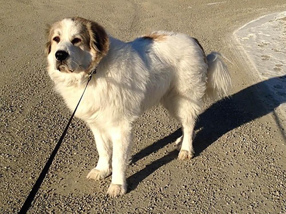 Pyrenean Mastiff Puppies