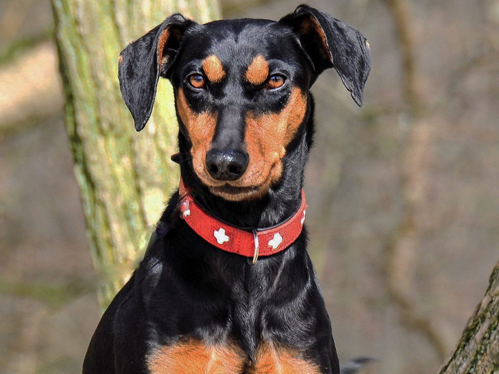 Pinscher in Great Britain