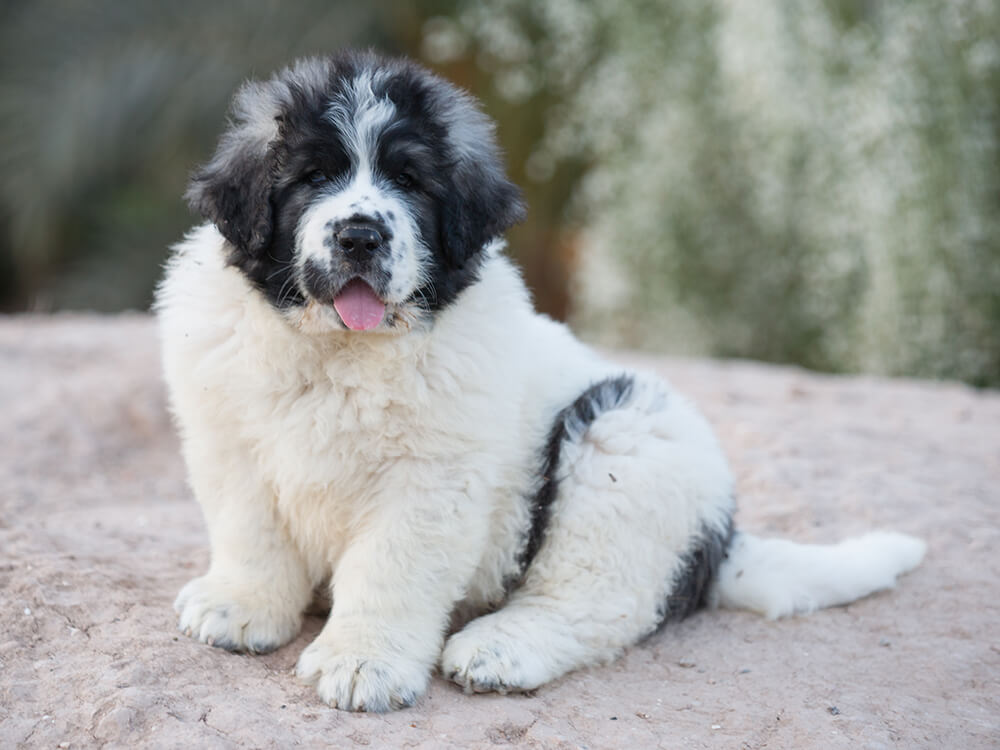 Pyrenean Mastiffs in Great Britain