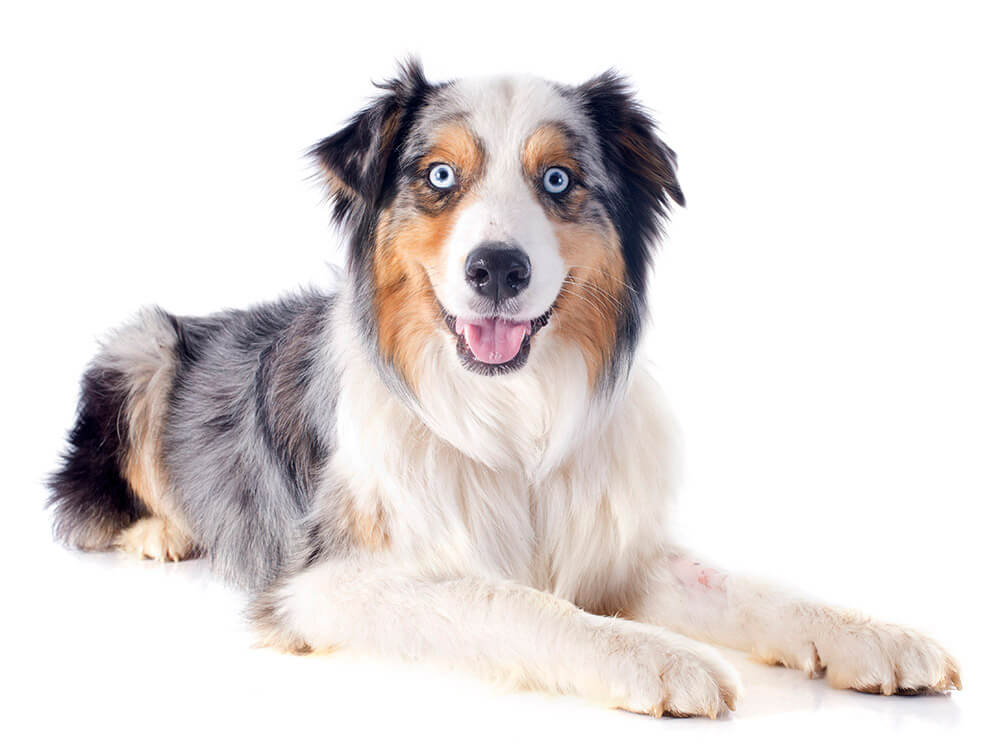 Australian Shepherd Puppies