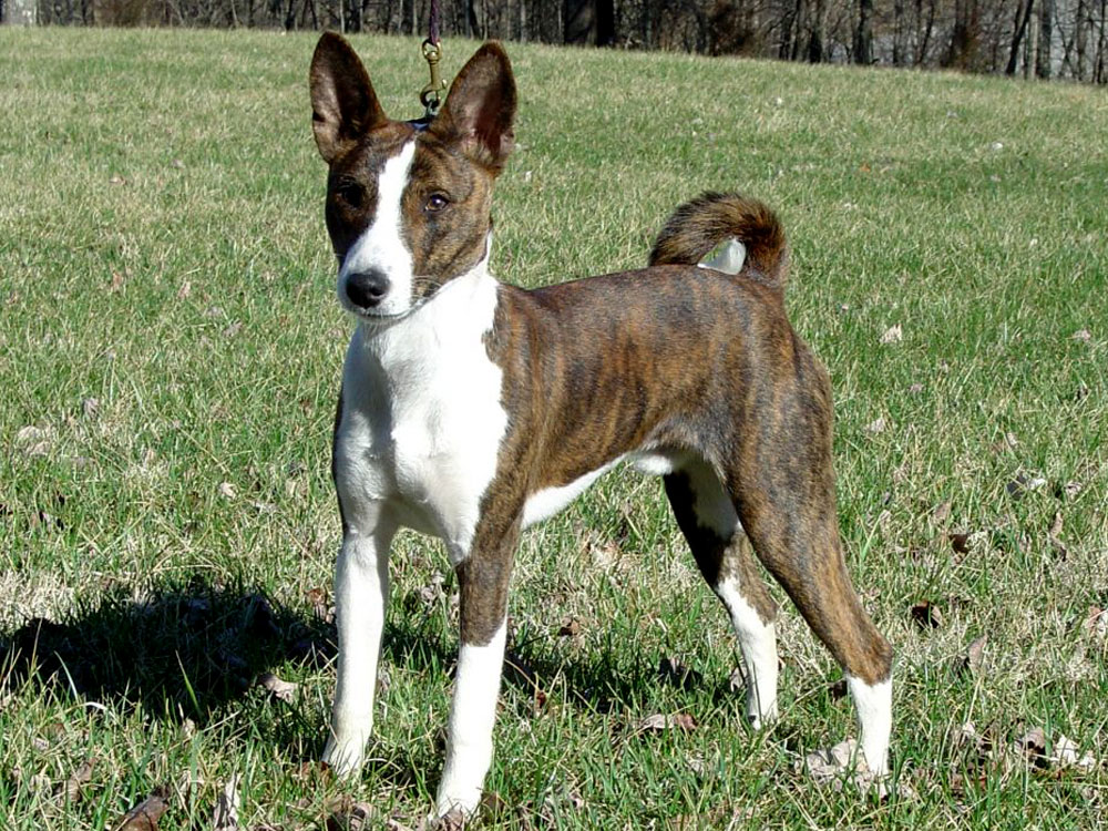 Basenji