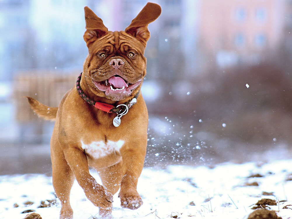 Dogue De Bordeaux Dog