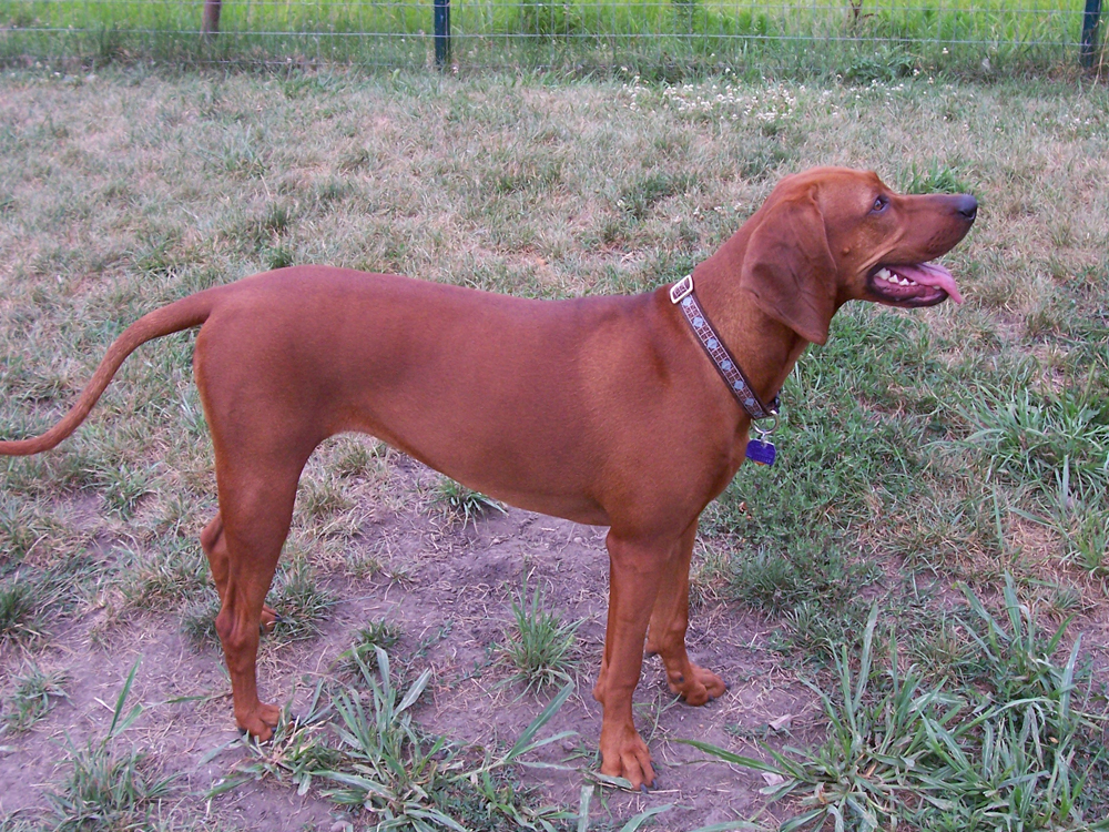 Coonhounds