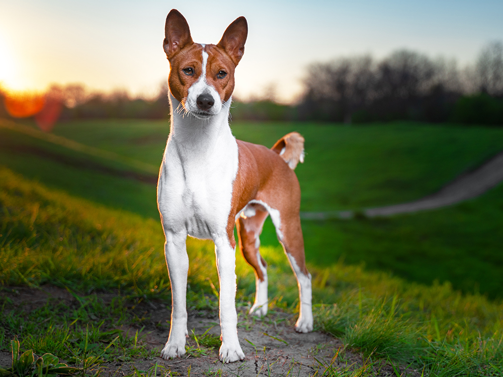 Basenji Dog