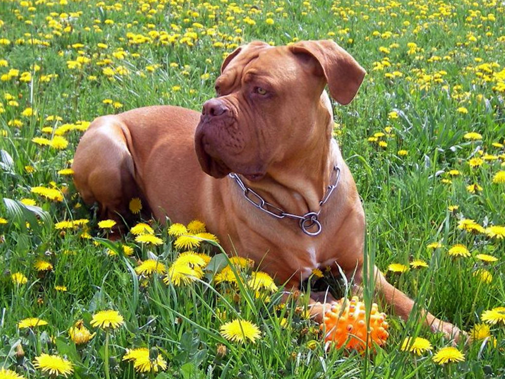 Dogue De Bordeauxs in Great Britain