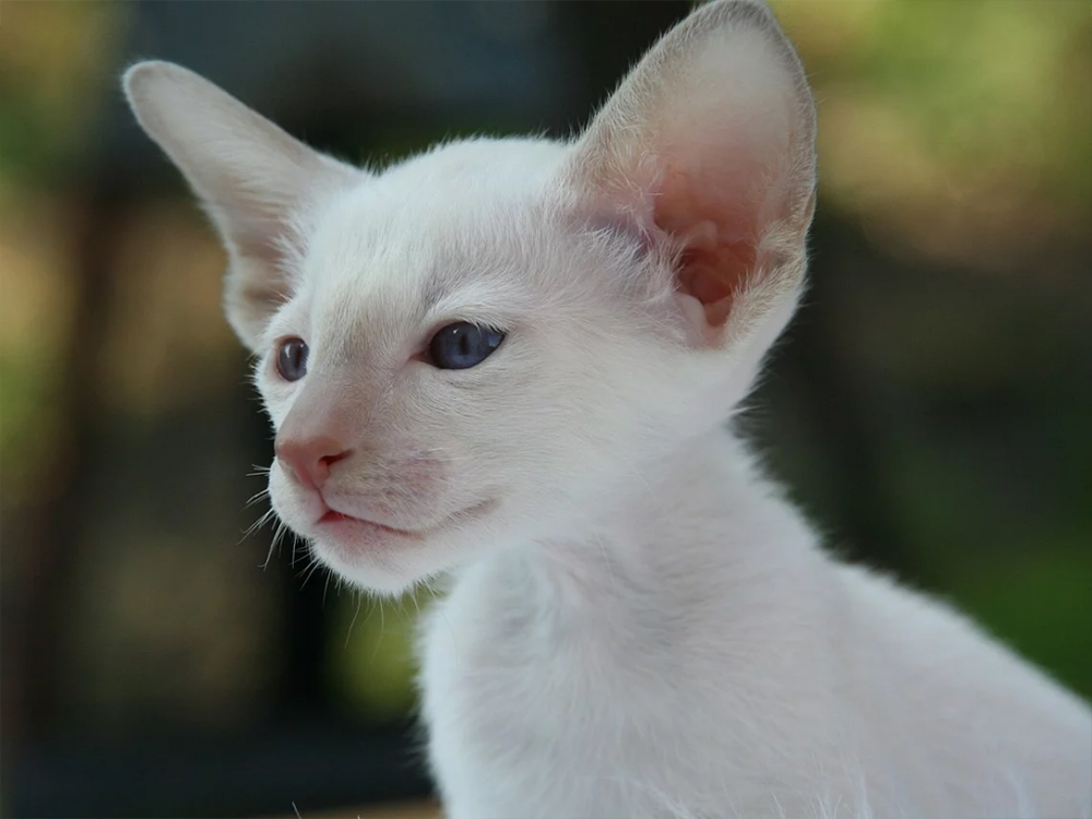 Siamese Cat
