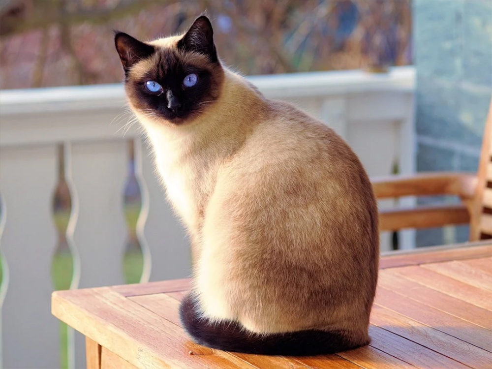 Siamese in the UK