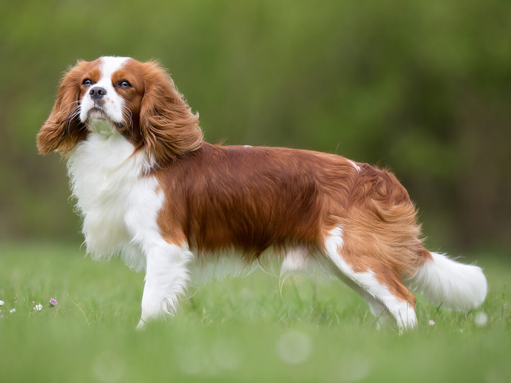 Cavalier King Charles Spaniel