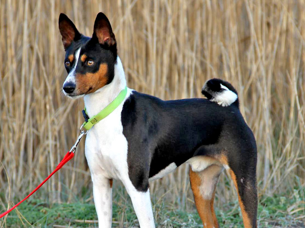 Basenjis