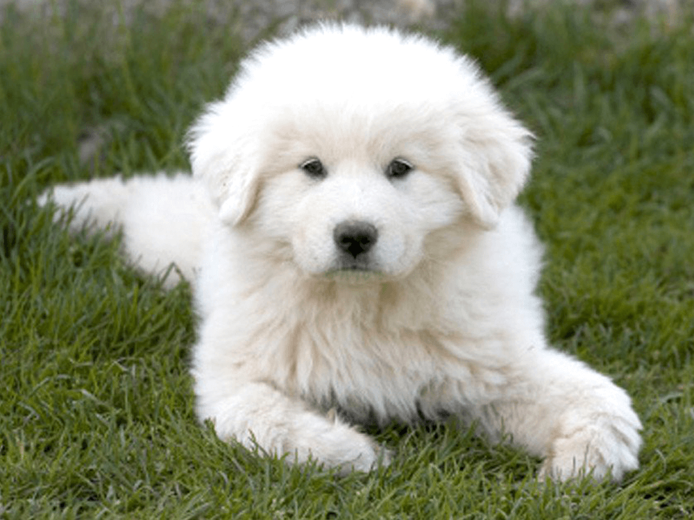 Pyrenean Mountain Dog Dog