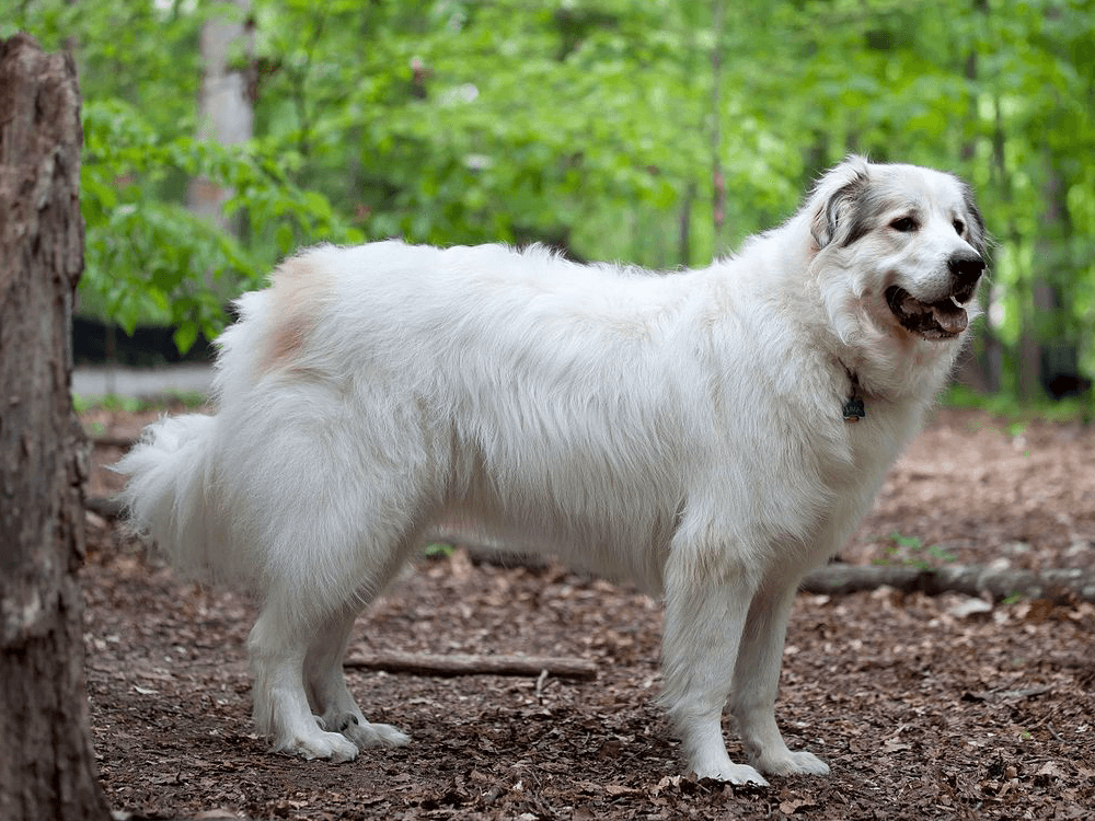 Pyrenean Mountain Dog Puppies