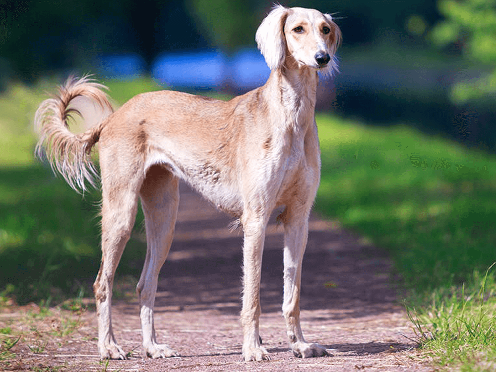 Saluki