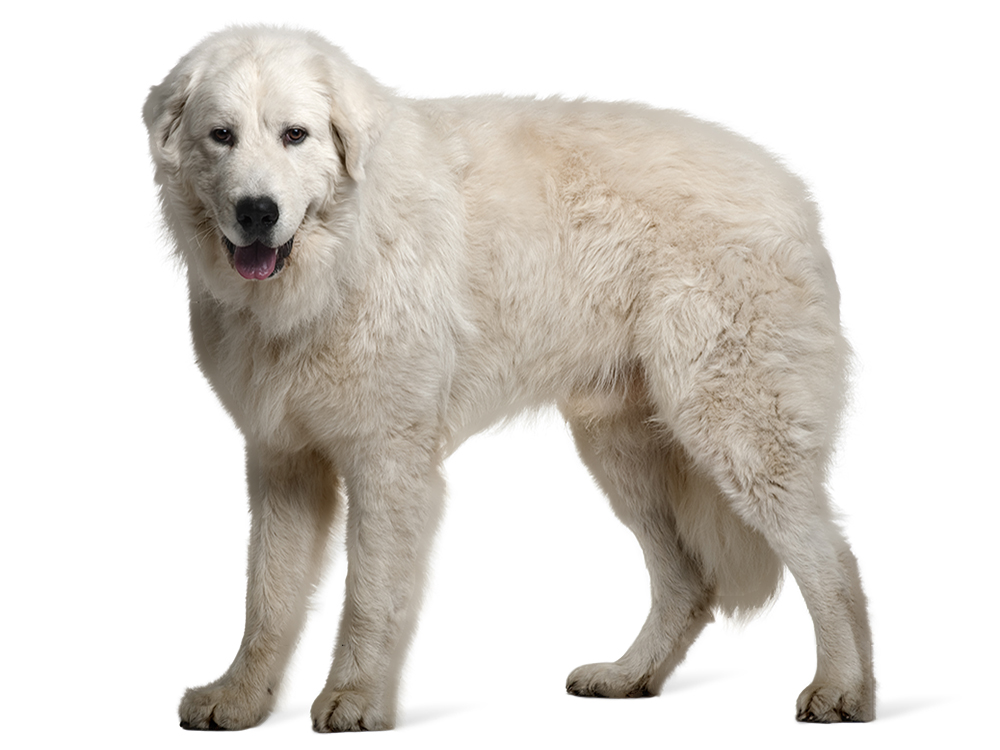 Maremma Sheepdogs in the UK