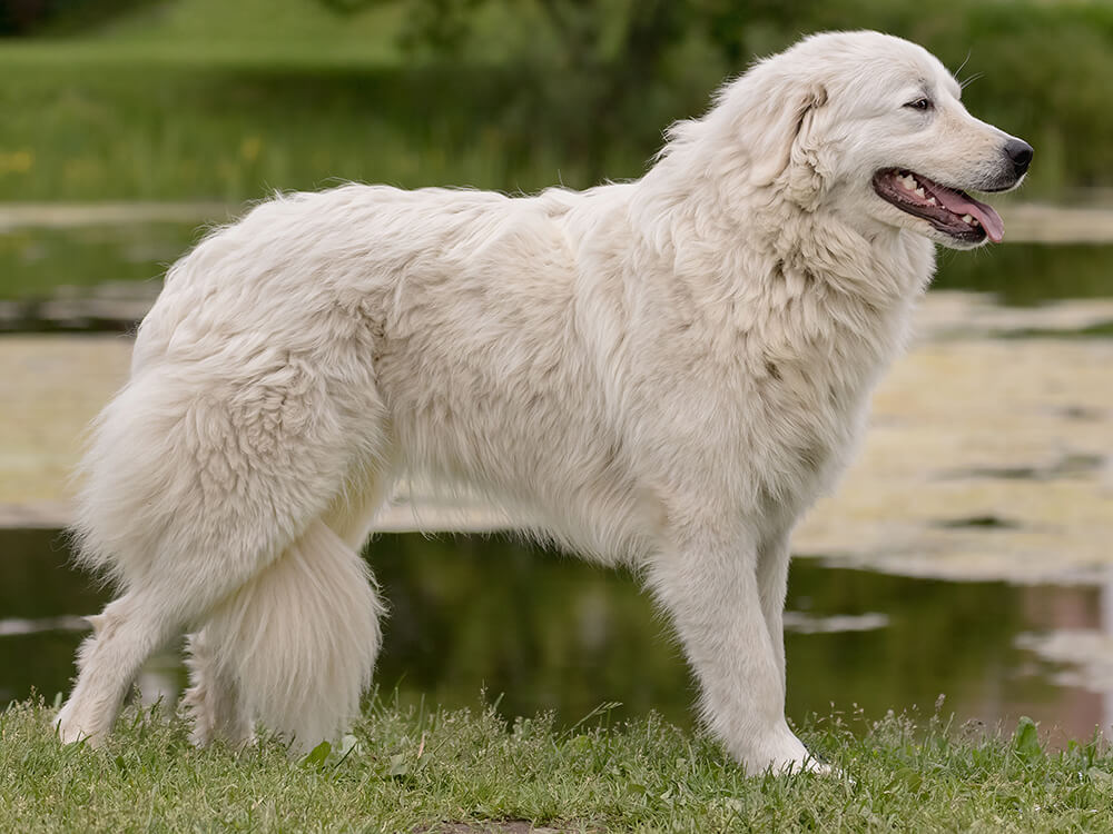 Maremma Sheepdog Dogs