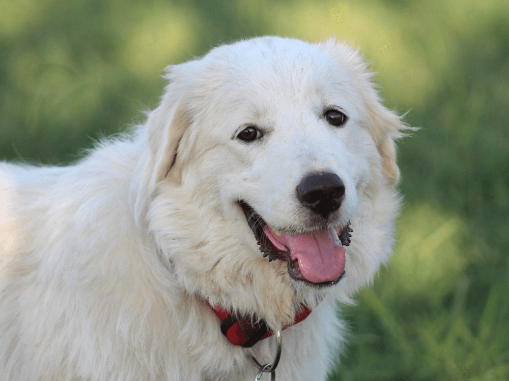 Pyrenean Mountain Dogs in Great Britain