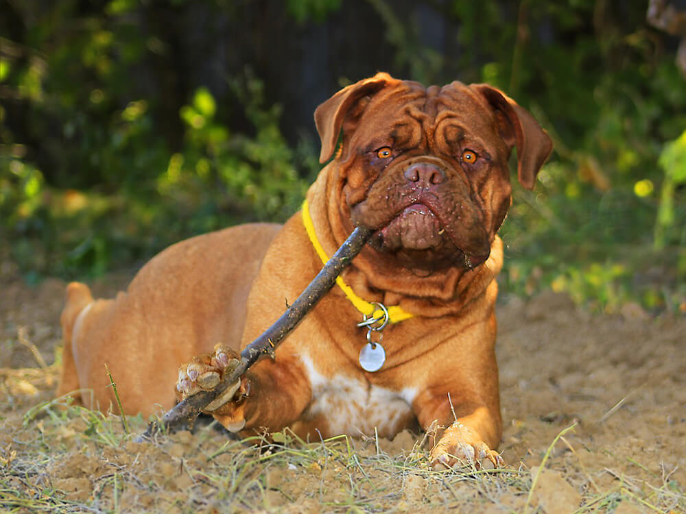 Dogue De Bordeaux Dogs