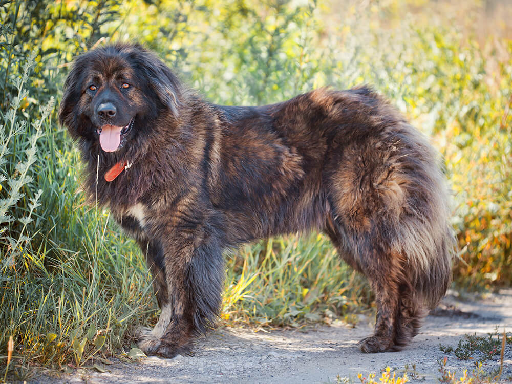 Caucasian Shepherd Dog