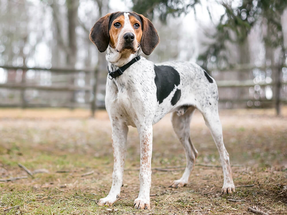 Coonhound