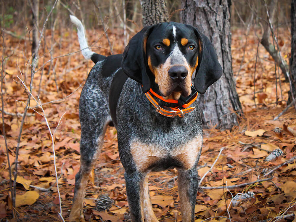 Coonhounds in Great Britain
