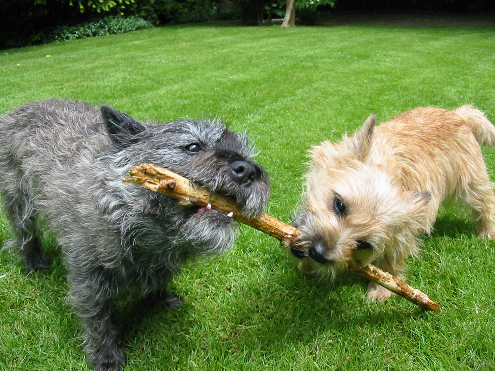 Cairn Terrier Puppies
