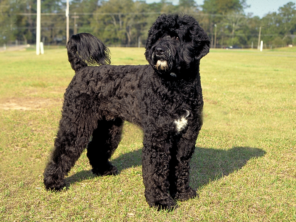 Portuguese Water Dog