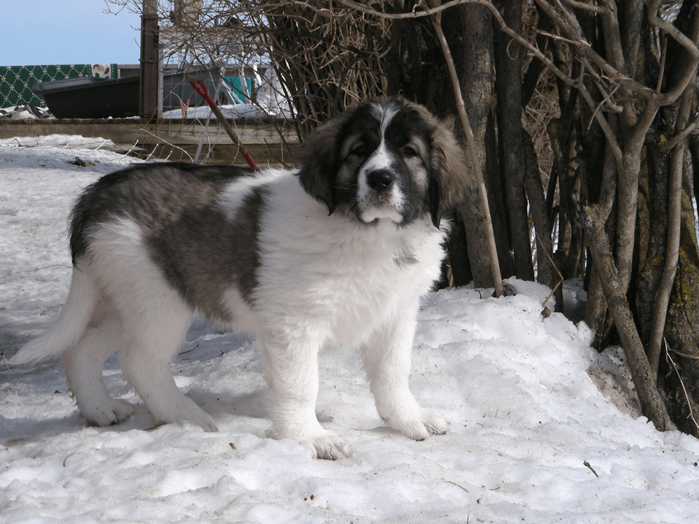 Pyrenean Mastiff Dog